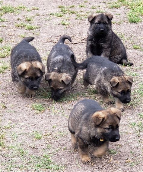 <b>German</b> shepherd puppies 9 weeks old · Gainesville · 2/23 pic. . Craigslist german